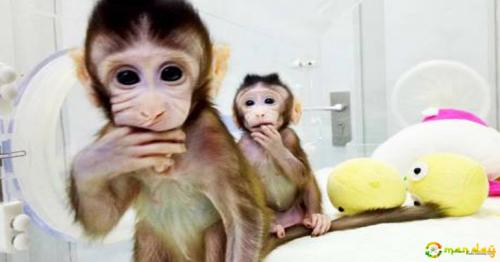 
Scientists successfully clone monkeys, could humans be next?