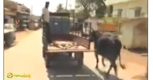 Video: Cow frantically follows its injured calf to hospital