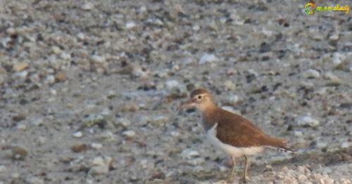 Oman bans import of birds from Iraq
