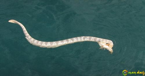 Man Photographs Deadly Fight Between Killer Sea Snake And Dangerous Stonefish‏
