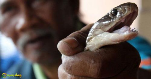 Snake Bites Man, So He Bites Its Head Off To Take Revenge, Ends Up In The Hospital