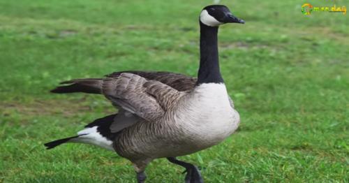 New bird species found wintering in Oman