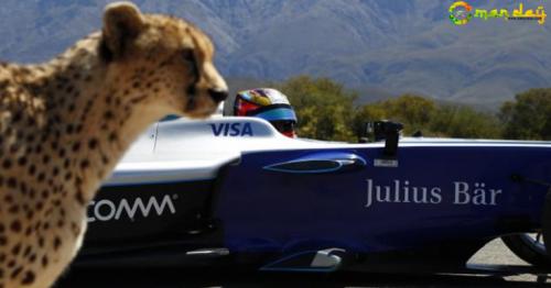 Drag Race: Formula E Car vs Cheetah