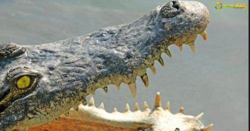 Indonesian woman mauled to death by crocodile
