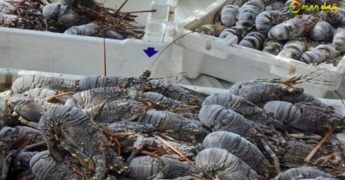 Municipality raids house used to store fish, lobsters in Muscat