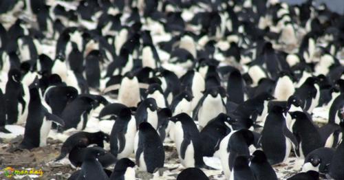 Hidden From The World Until Now, A Supercolony Of 1.5 Million Penguins Discovered In Antarctica