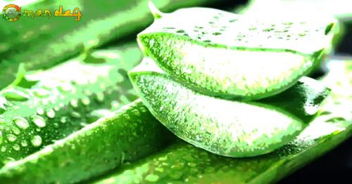 6 Amazing Benefits of Aloe Vera for Hair, Skin and Weight-Loss