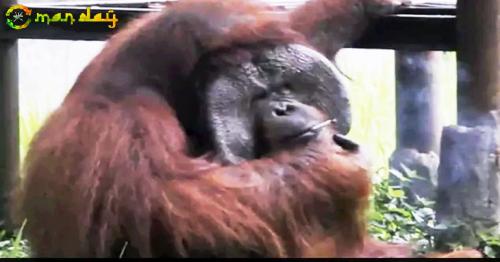  Orangutan Caught Smoking Cigarette On Camera. Video Is Viral