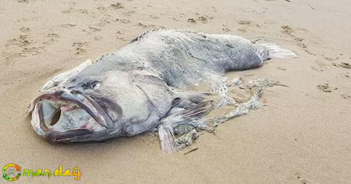 
’Monster’ Fish Weighing 150 Kgs Washes Up On Australian Beach