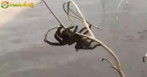 
Australians Rescued A Giant Spider. The Rest Of The World Wonders Why