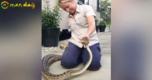 Woman Captures Massive Python After It Swallowed Family Cat