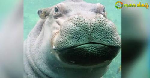 Hungry-For-Love Hippo’s Love Letter Is Giving Internet All The Feels