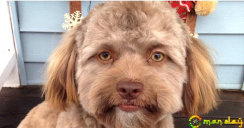 Dog With Human Face Is Driving The Internet Absolutely Insane