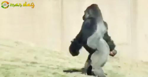 
Gorilla Filmed Walking Like A Human. Zoo Officials Explain Why He Does It