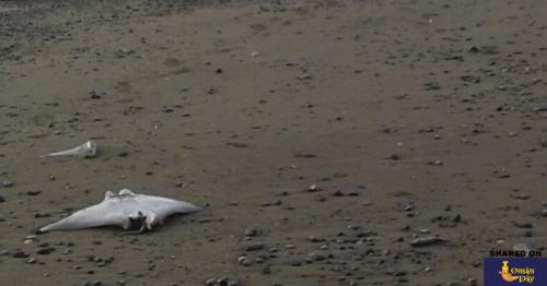 Dozens of dead rays found on Muscat beach
