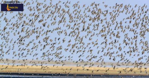 42 bird species visited Oman’s wetland reserve in 2017