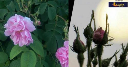 The Season of Roses has begins in Al Jabal Al Akhdar