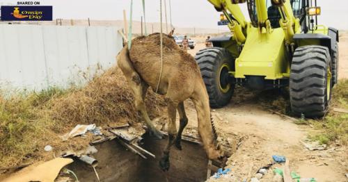 Camel rescued from sewage pit in Oman
