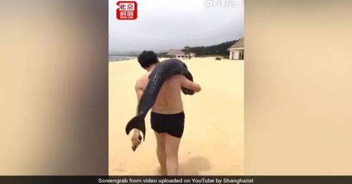 Watch: Tourist steals dying dolphin from Chinese beach