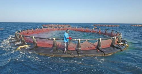 Oman’s Quriyat floating cages fish project set for first harvest