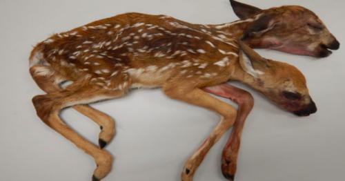 Two-headed white-tailed deer found in US forest Minnesota