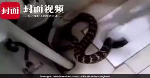 Watch: Snake found in toilet, It escaped family that wanted to make it into wine