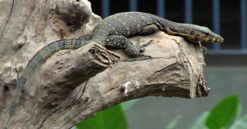 Scientists discover ‘Mother of All Lizards’ in the Alps