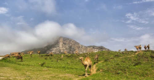 Khareef Season, Dhofar, Oman 