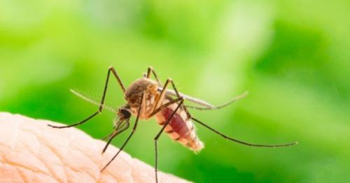 Drug resistant malaria, southeast asia, Health, Latest health news, Asia health news, vietnam