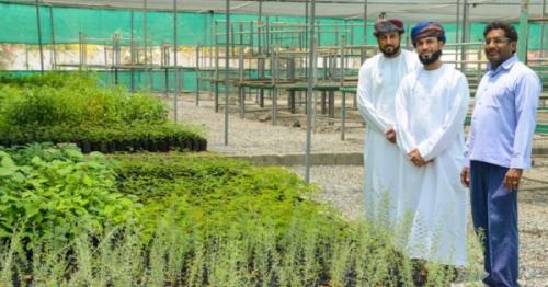 The Ministry of Environment and Climate Affairs, 10,000 trees for Muscat, The Ministry of Environment and Climate Affairs is handing over 10,000 saplings to Muscat Municipality, Muscat Municipality, Muscat news, Oman latest news