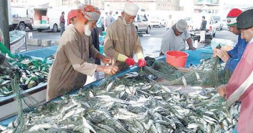 Increase in the landed prices of seasonal fish species, Oman Fisheries, latest Oman fisheries news, Latest Oman news, Oman business news