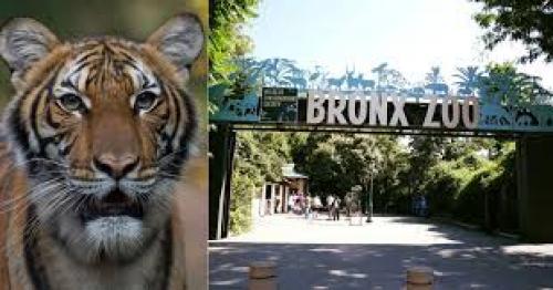 Tiger With COVID-19 Gets Medicines From New York’s Bronx Zoo Keepers