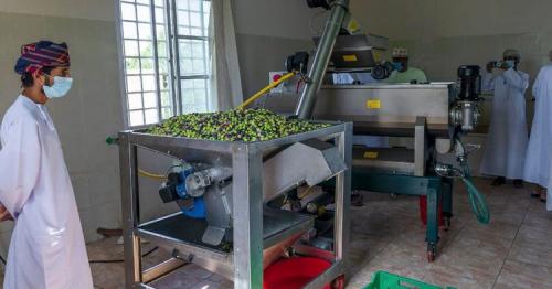 After pomegranates and grapes, it’s time now for olives from Oman