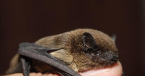 New bat species discovered in Oman’s Dhofar Governorate