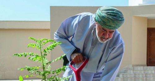 HM plants frankincense tree in Salalah