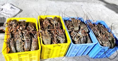 Over 300 kg of illegally caught fish seized in Oman