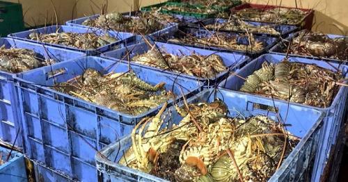 Over 3,000 kilos of fish seized in Oman
