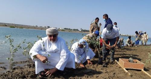 Mangrove seedlings planted in Oman