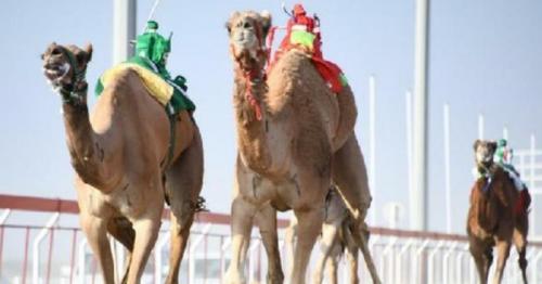 Oman’s camel races finds place in UNESCO Representative List