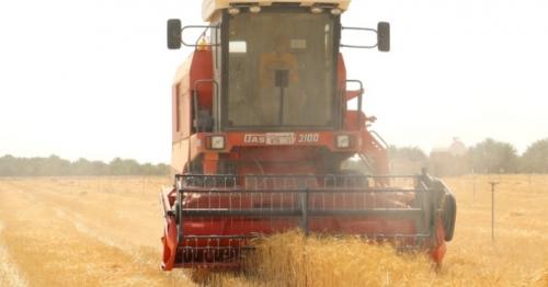 Oman Wheat Harvest