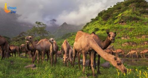 Oman cultural diplomacy
