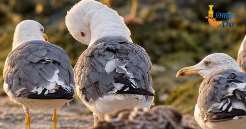 Masirah bird watching