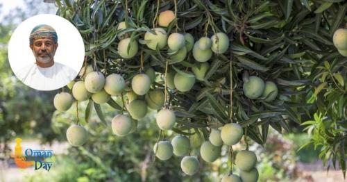 Oman mango production