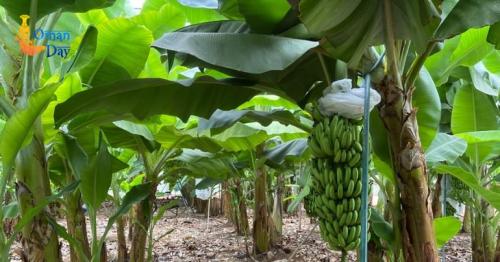 Ruzat banana Oman