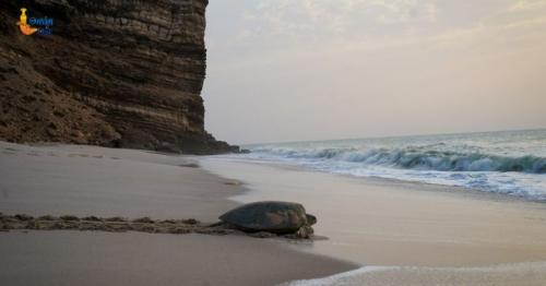 Ras Al Hadd Turtle Reserve