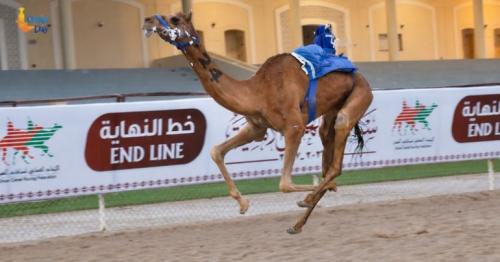 Barka camel races