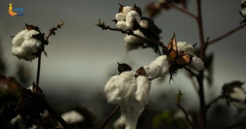 Queen of Cotton film