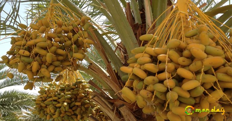 he Ministry of Agriculture has released a Decision, 195/2017, to ban the import of date palms, their dates, produce, ornamental cuttings, and all of their vegetative parts, with three exceptions that allow for the import of the trees. Photo-File