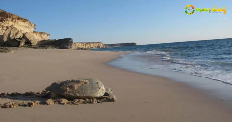 A new Ministry of Environment Decision has been issued, in order to regulate visitation to the Ras Al Jinz Turtle Reserve, and protect its wildlife and animals from harm. Photo: File