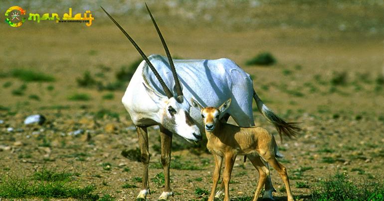 Oryx are amazing animals.